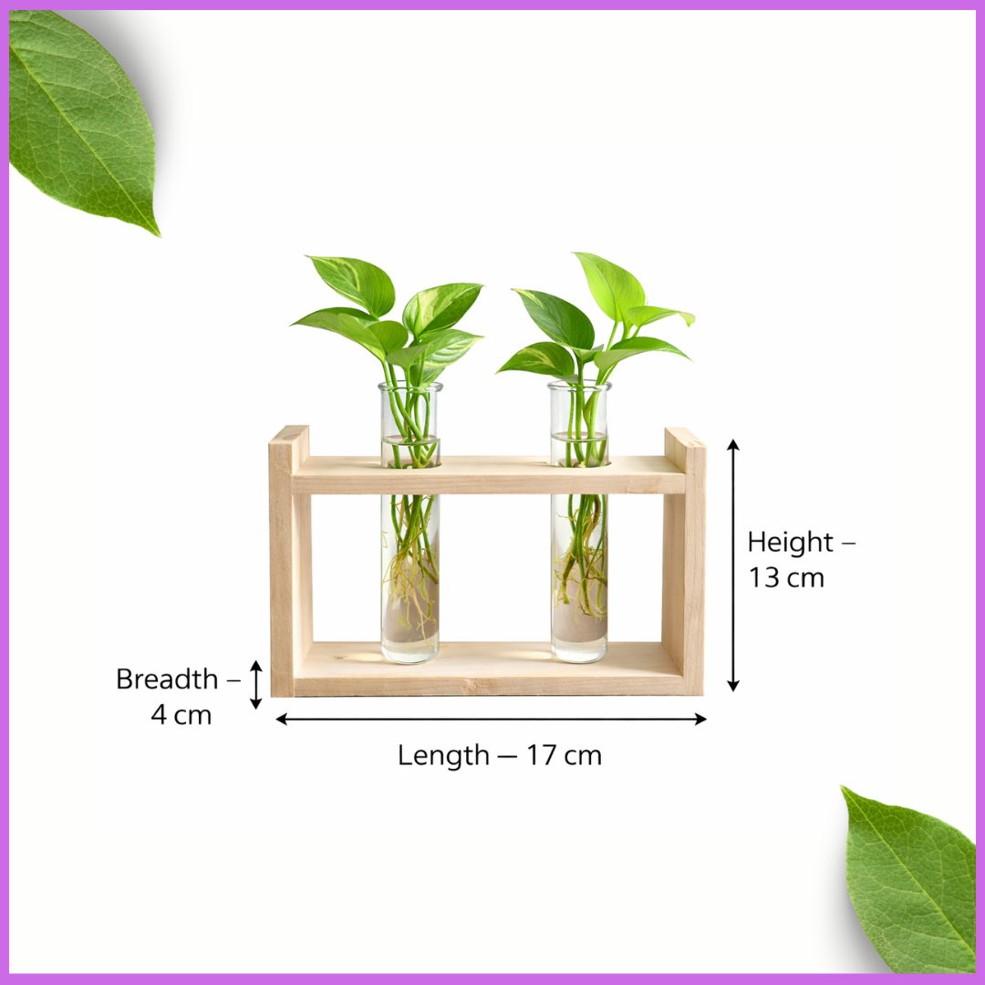 🌿 Wooden Double Test Tube Plant Holder | Handmade Hydroponic Vase | Home Decor | Meenu Wood Crafts